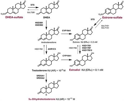 The Importance of Steroid Uptake and Intracrine Action in Endometrial and <mark class="highlighted">Ovarian Cancers</mark>
